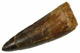 Fossil Spinosaurus Tooth - Real Dinosaur Tooth #346913-1